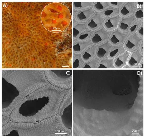 Diversity 17 00451 g007