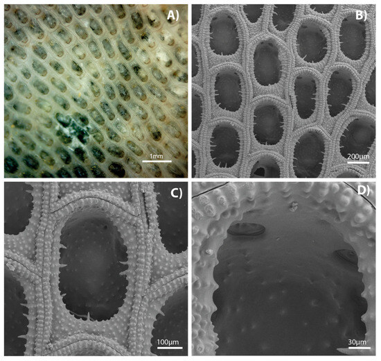 Diversity 17 00451 g008