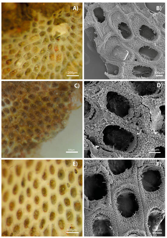 Diversity 17 00451 g009