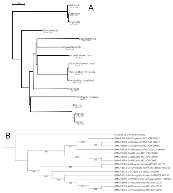 Diversity 17 00451 g010