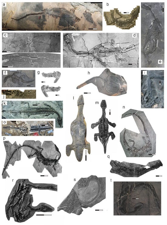 Diversity 17 00453 g004