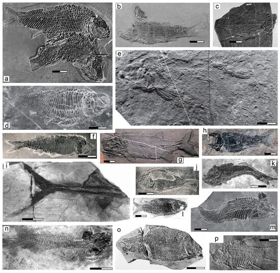 Diversity 17 00453 g005