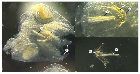 Diversity 17 00470 g0a1