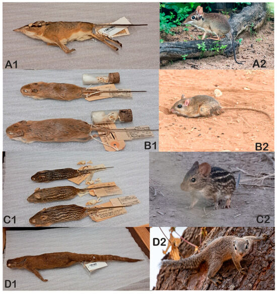 Diversity 17 00485 g004