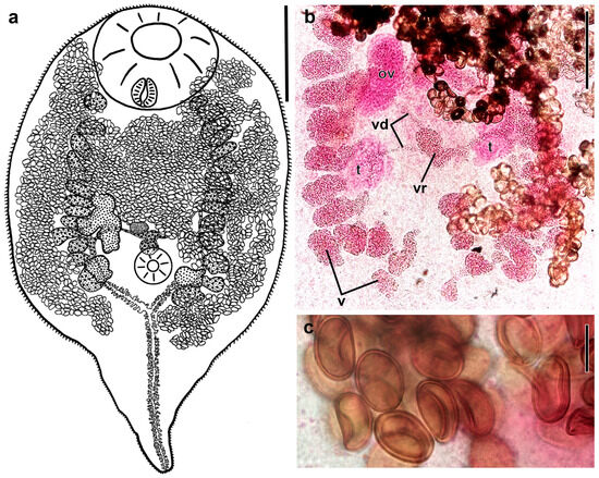 Diversity 17 00512 g001