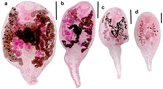 Diversity 17 00512 g002