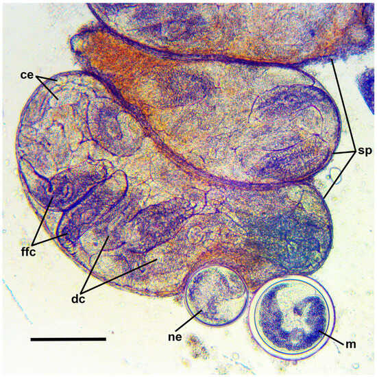 Diversity 17 00512 g003