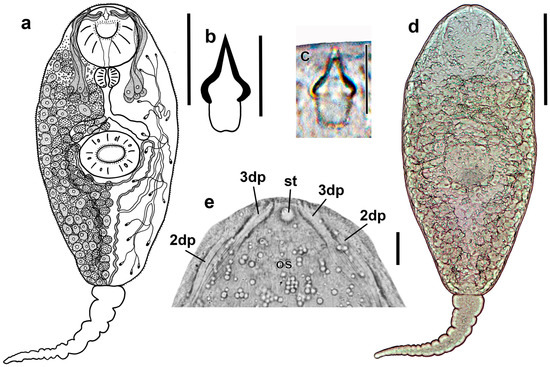 Diversity 17 00512 g004