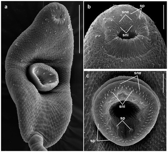 Diversity 17 00512 g005