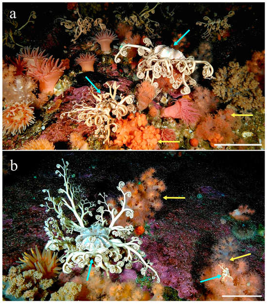 Diversity 17 00543 g001