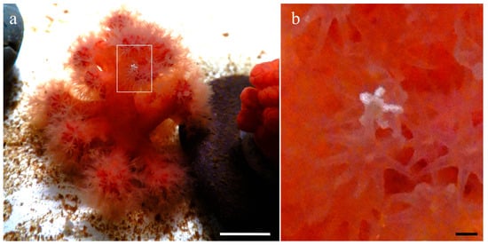 Diversity 17 00543 g002