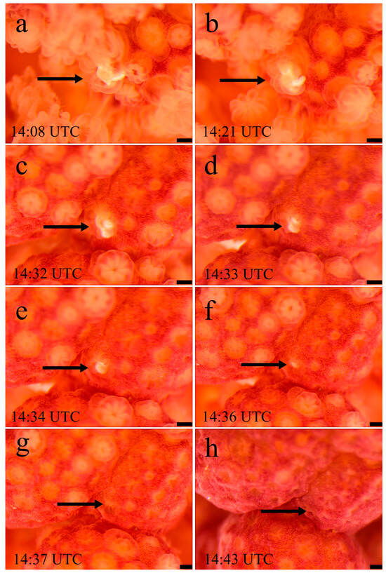 Diversity 17 00543 g003