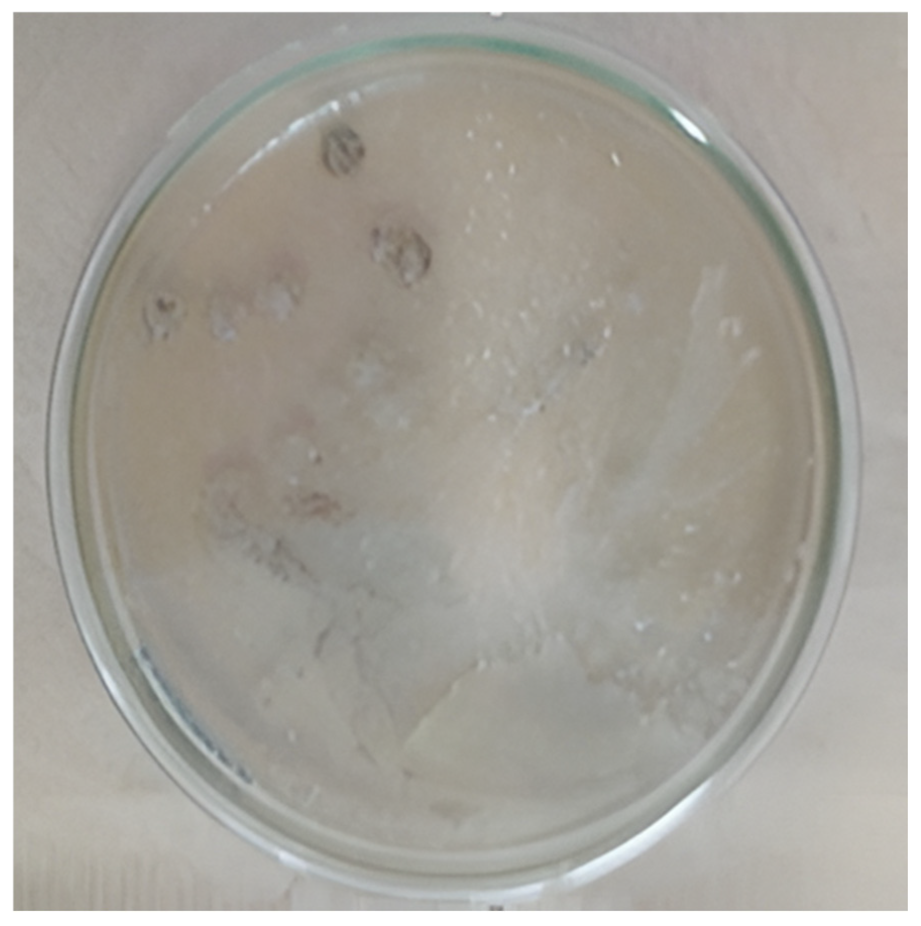 Diversity 17 00546 g001