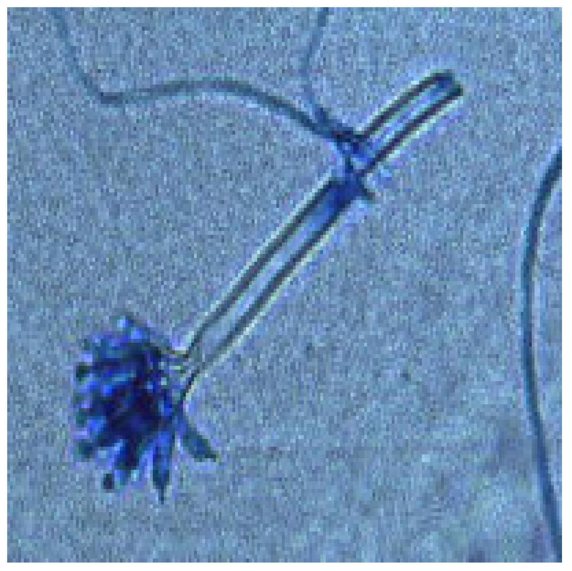 Diversity 17 00546 g002