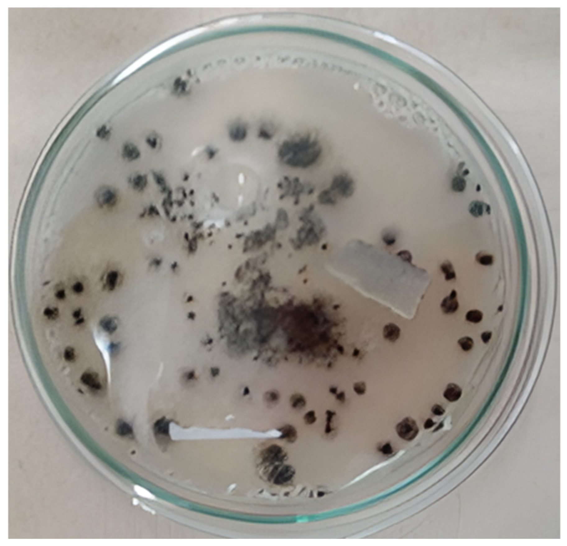 Diversity 17 00546 g003