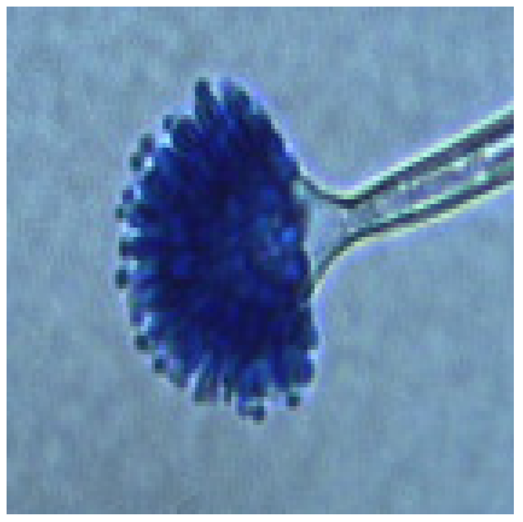 Diversity 17 00546 g004