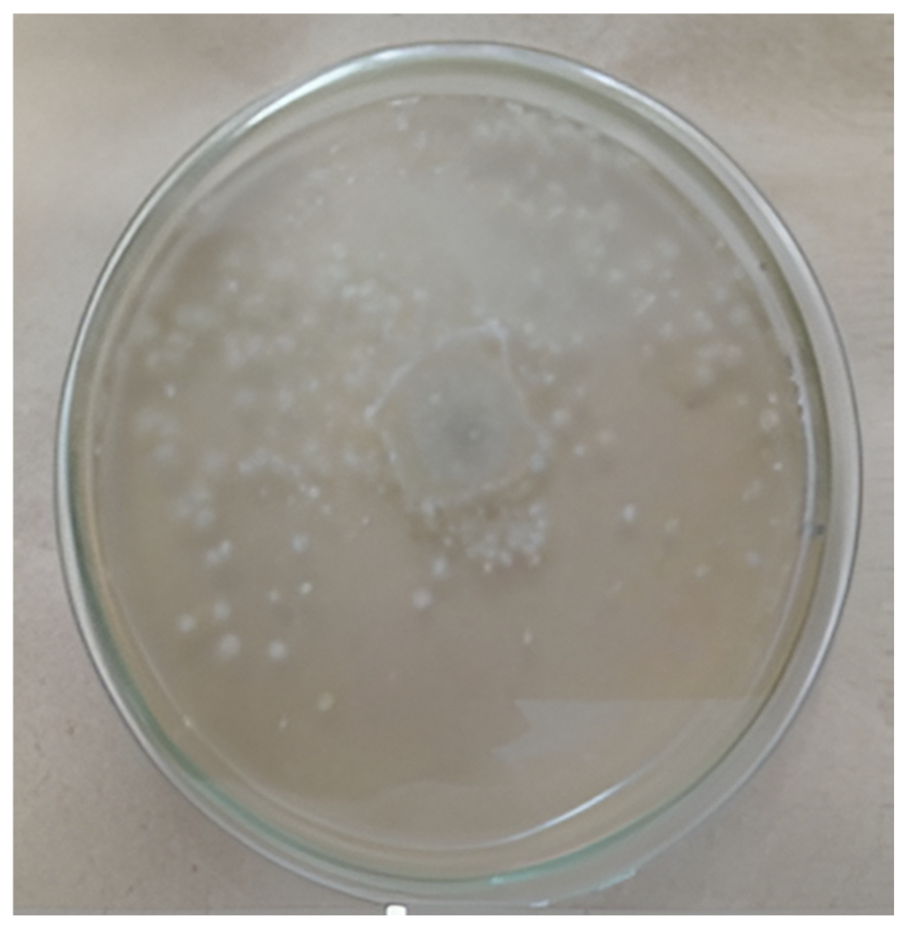 Diversity 17 00546 g005