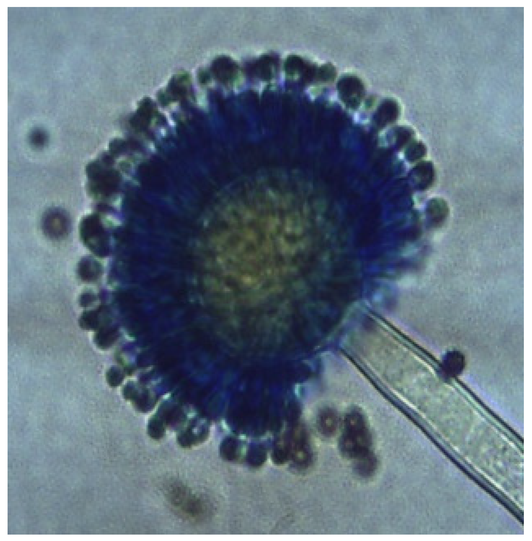 Diversity 17 00546 g006