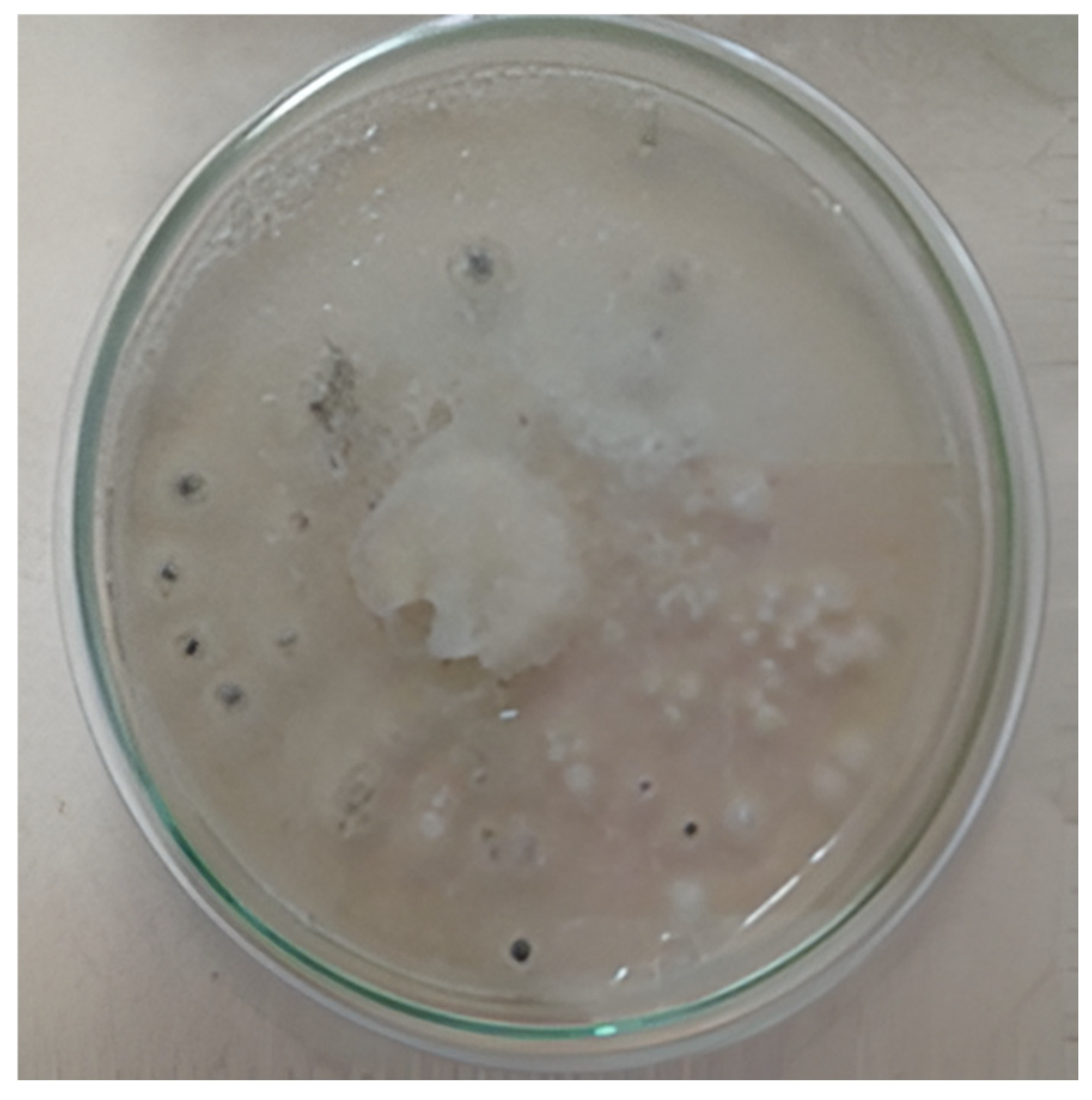 Diversity 17 00546 g007