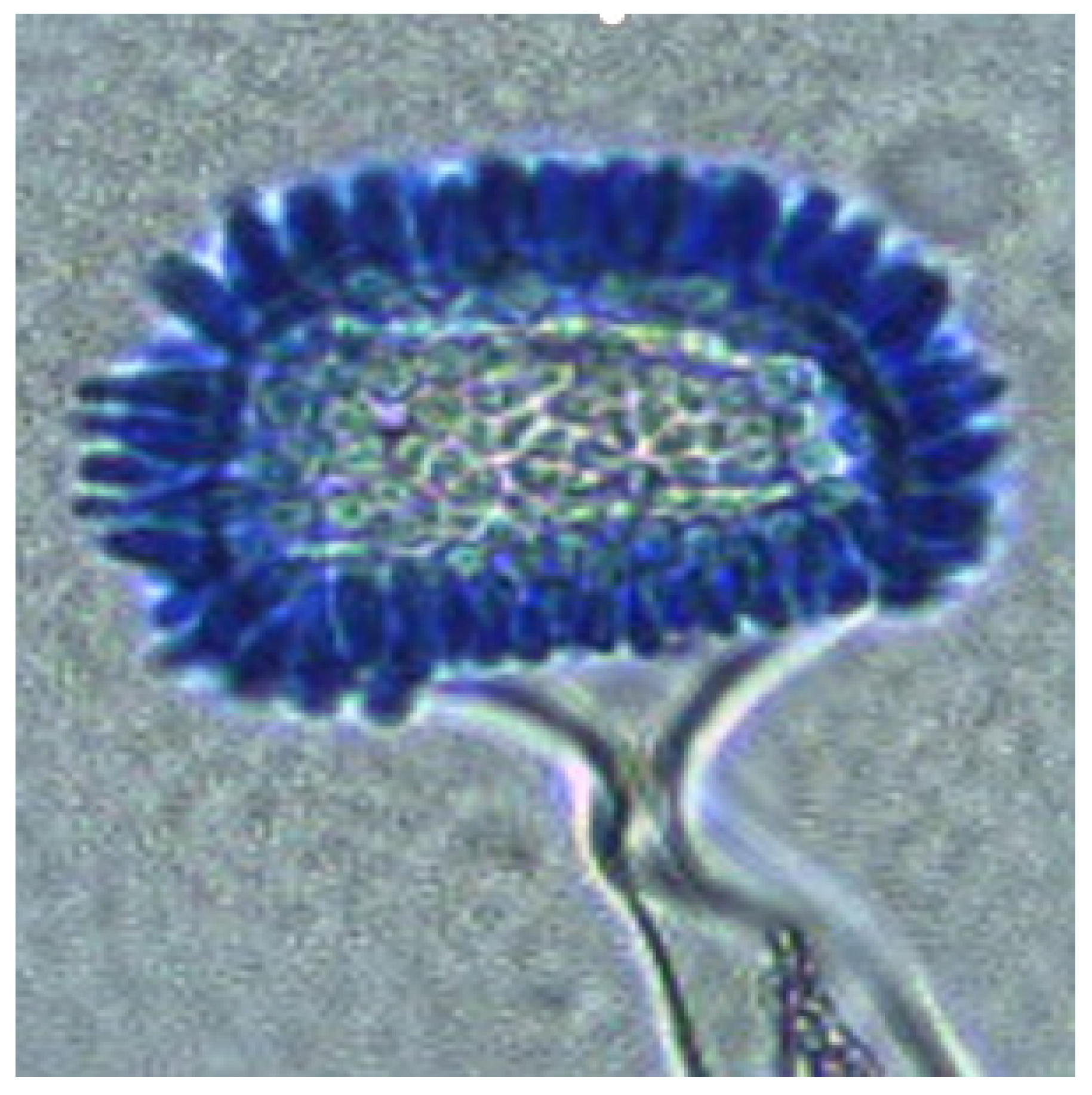 Diversity 17 00546 g008