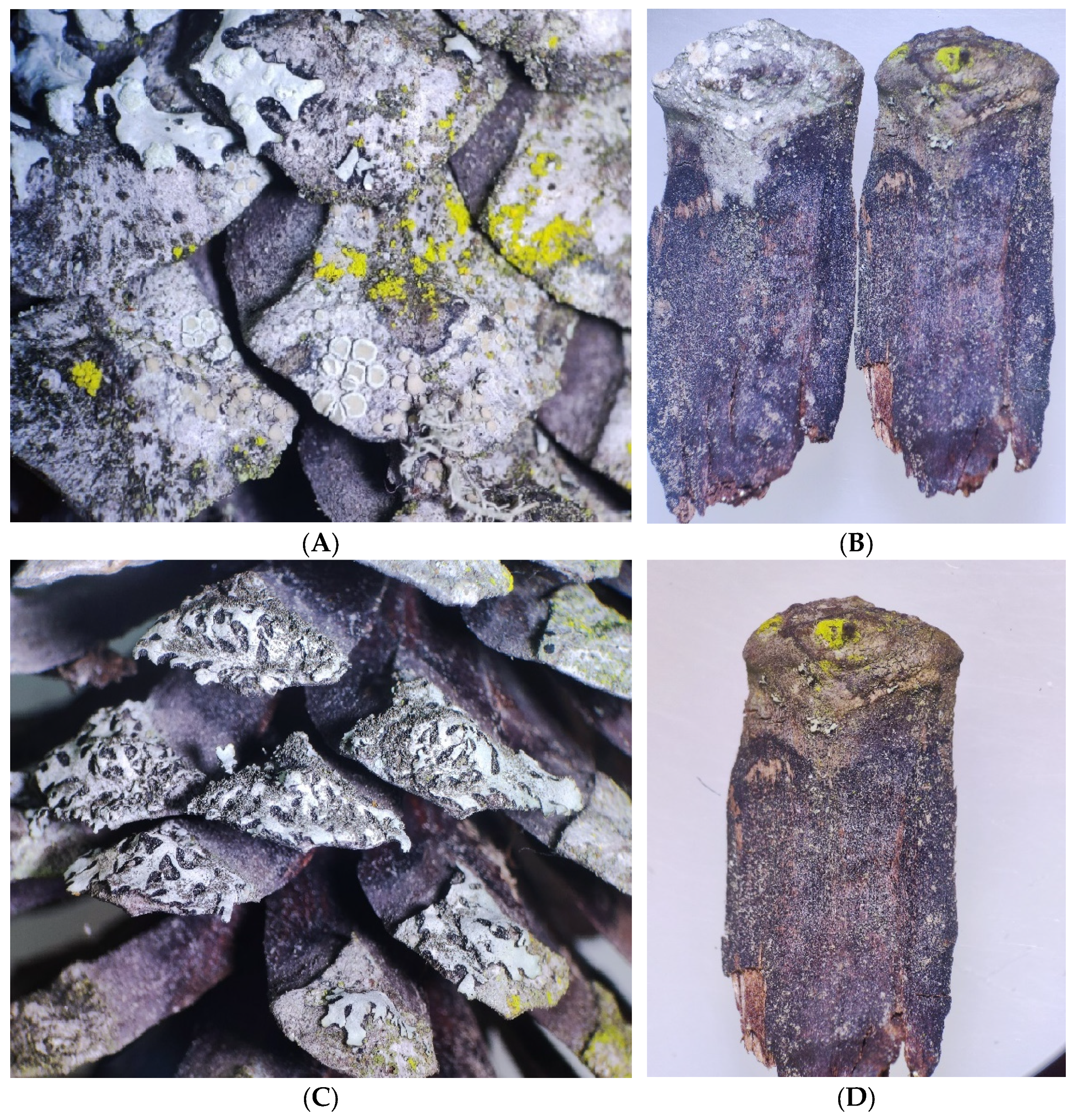 Diversity 17 00548 g005 Diversity 17 00548 g005