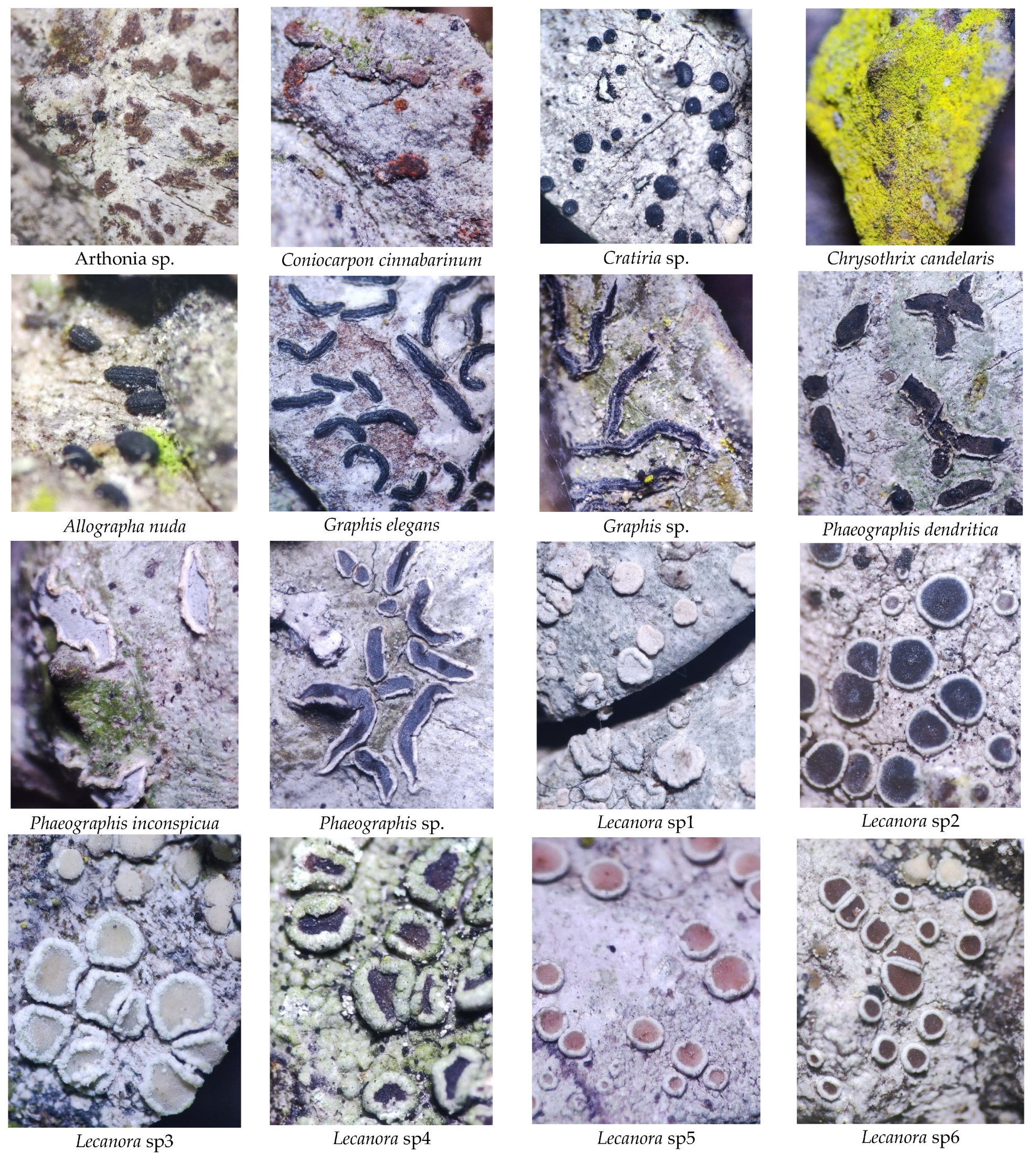 Diversity 17 00548 g0a1a Diversity 17 00548 g0a1a