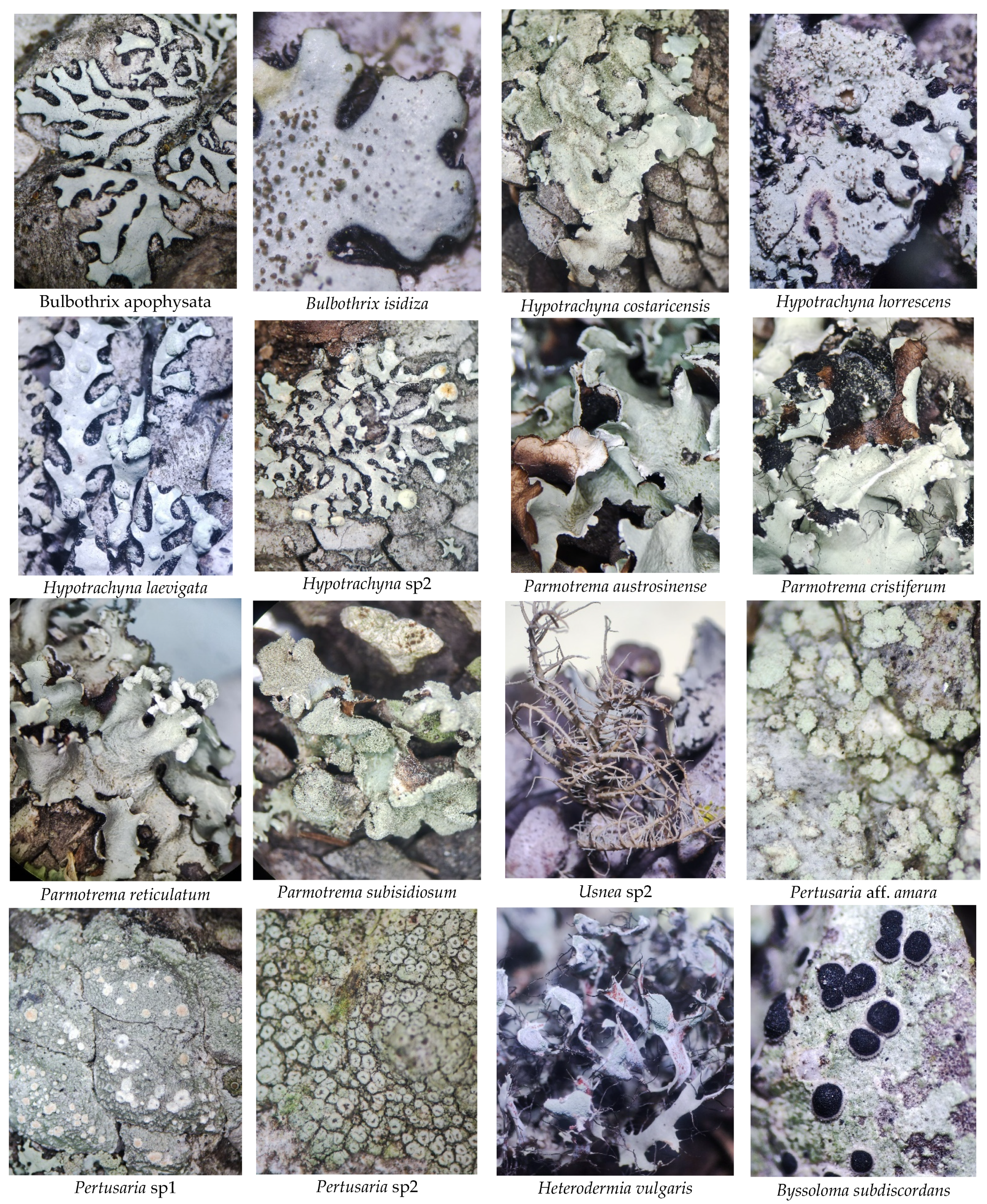 Diversity 17 00548 g0a1b Diversity 17 00548 g0a1b