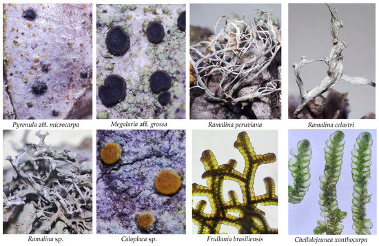 Diversity 17 00548 g0a1c