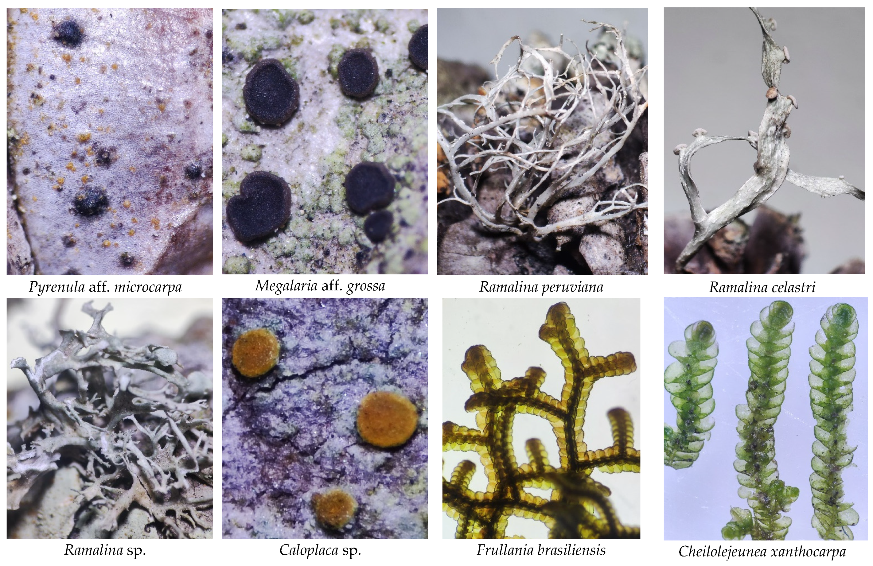 Diversity 17 00548 g0a1c Diversity 17 00548 g0a1c