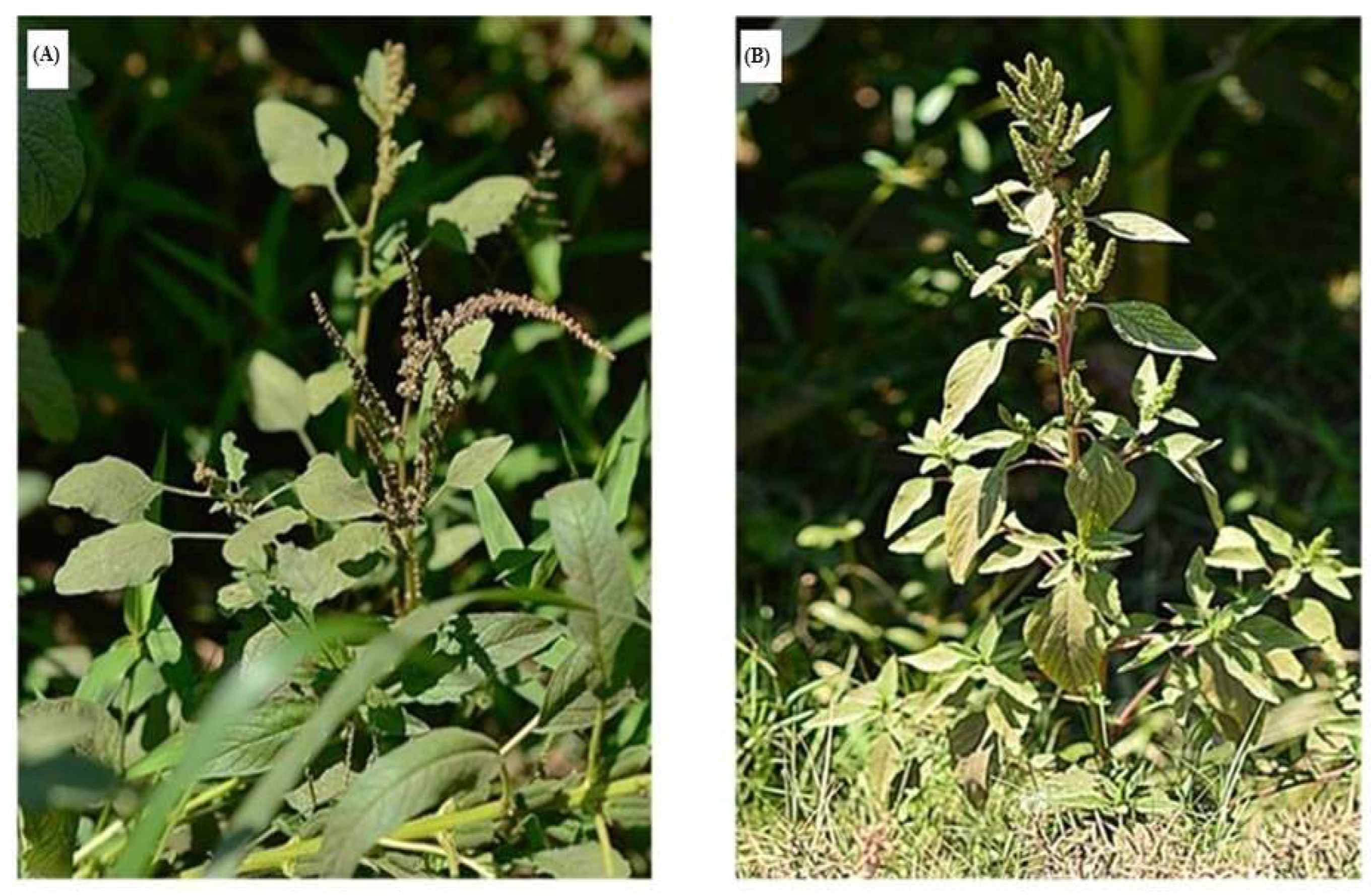 Diversity 17 00551 g001