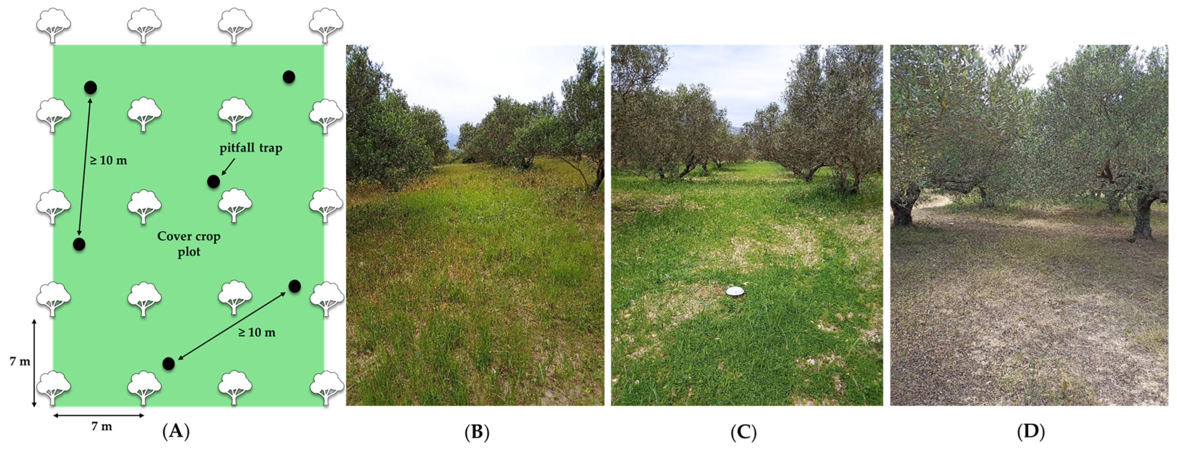 Diversity 17 00621 g001