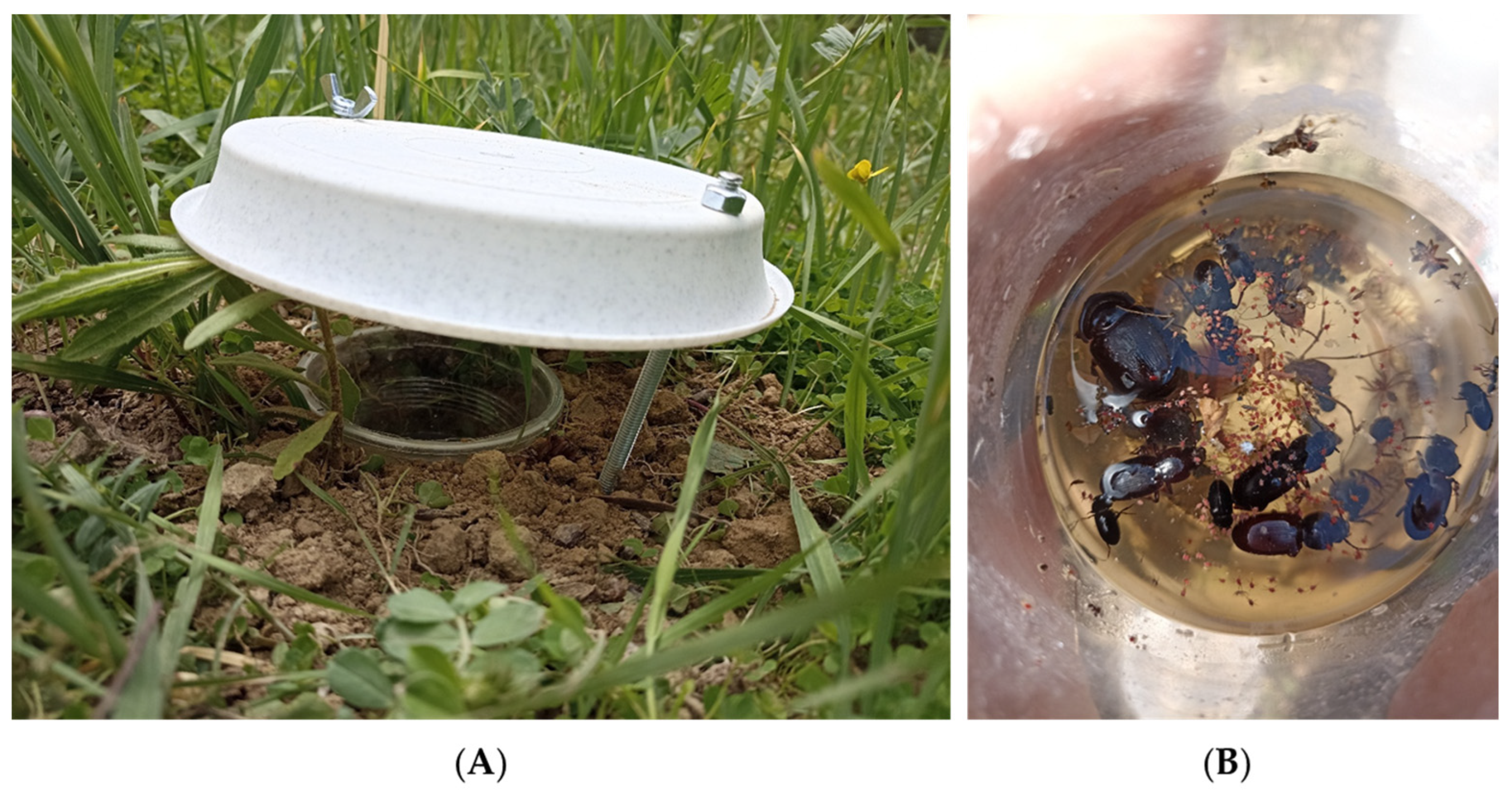 Diversity 17 00621 g002