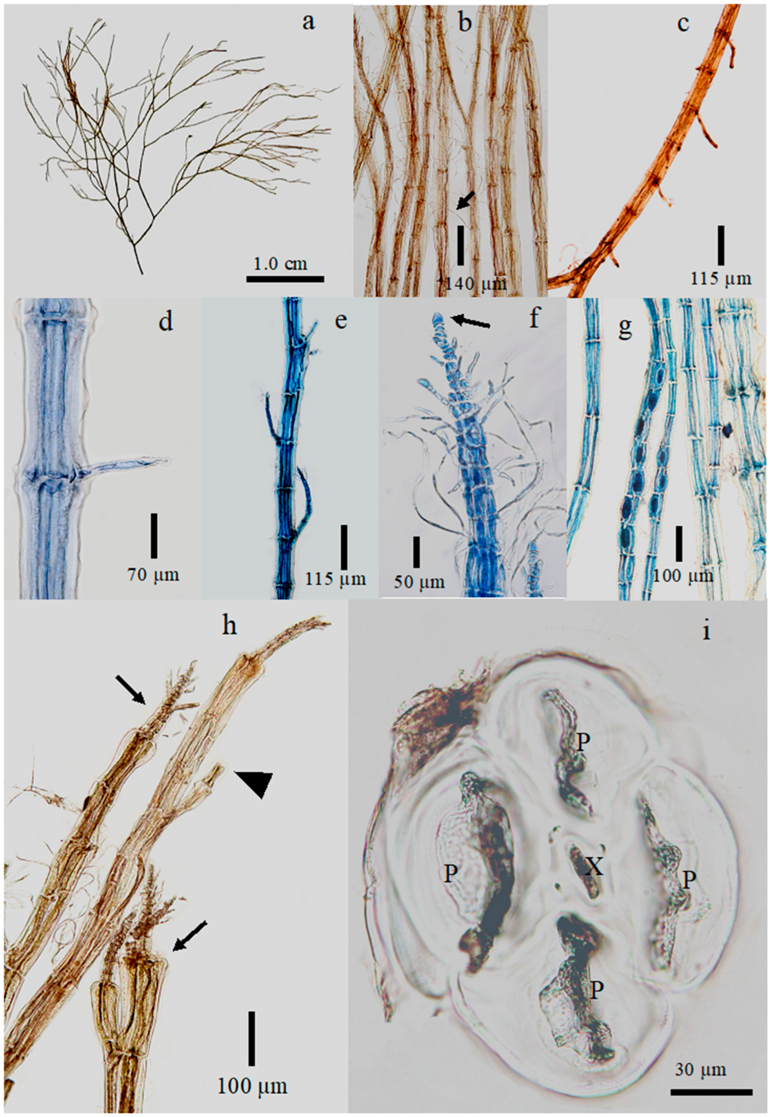 Diversity 17 00623 g002