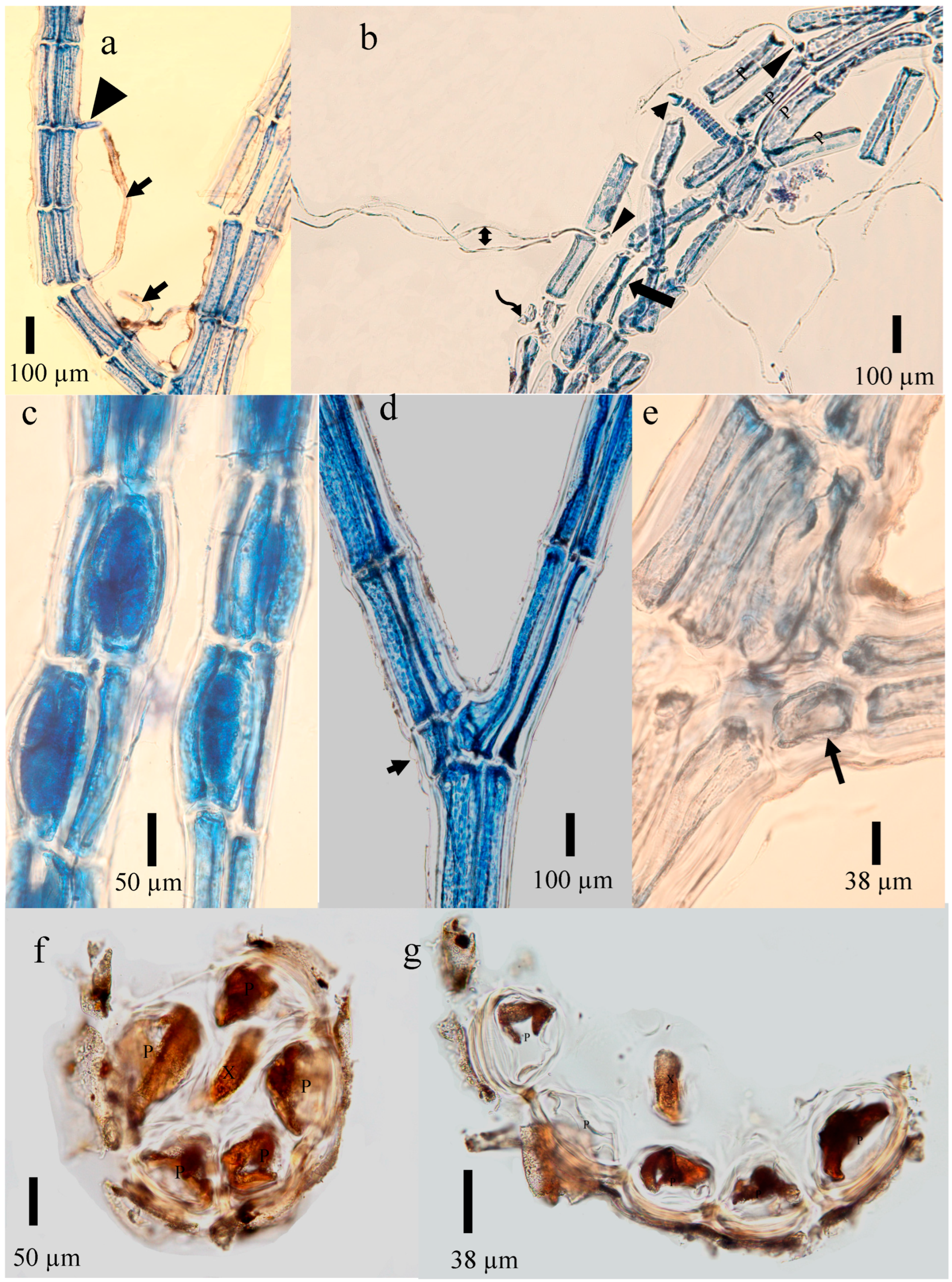 Diversity 17 00623 g003