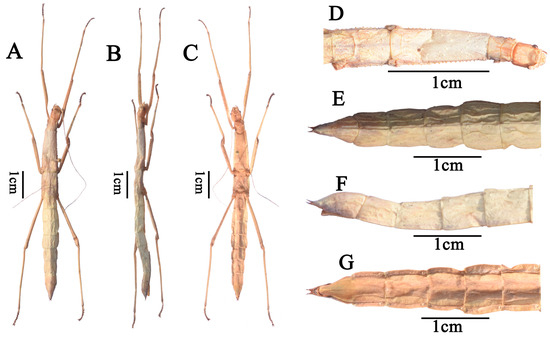 Diversity 17 00637 g001