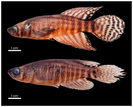 Diversity 17 00644 g001