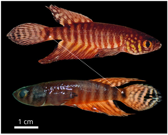 Diversity 17 00644 g002