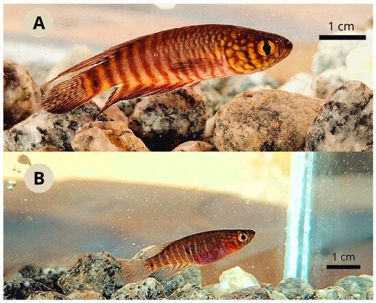 Diversity 17 00644 g003