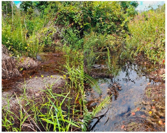 Diversity 17 00644 g005