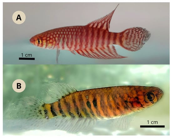 Diversity 17 00644 g008