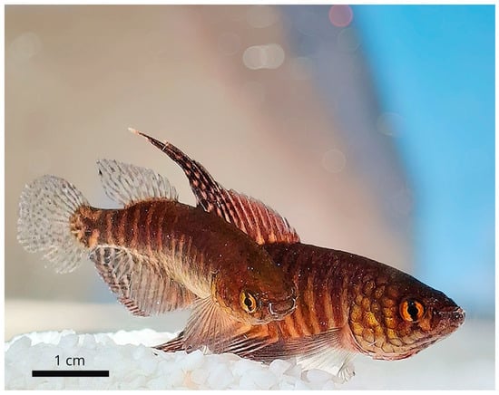 Diversity 17 00644 g012