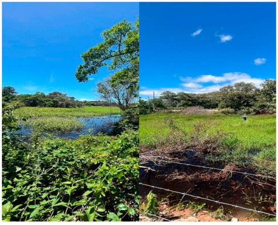 Diversity 17 00644 g013