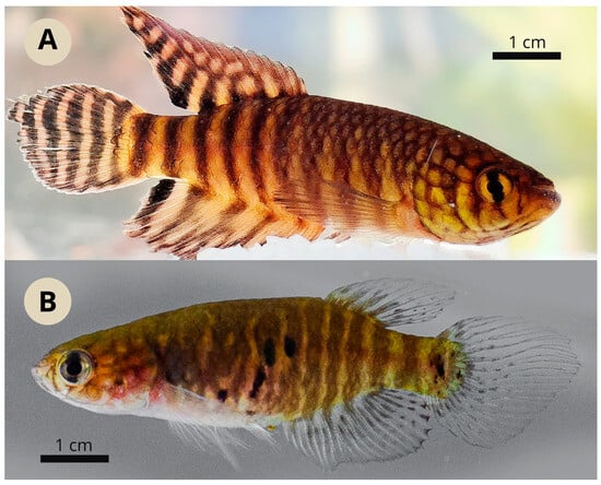 Diversity 17 00644 g015