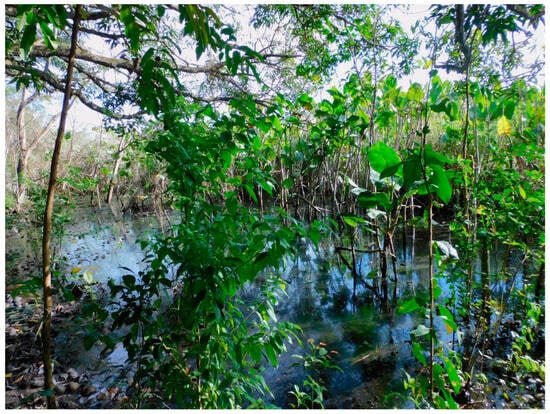 Diversity 17 00644 g016