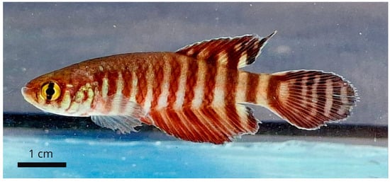 Diversity 17 00644 g018