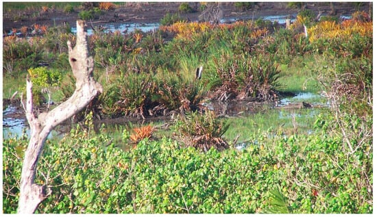 Diversity 17 00644 g019