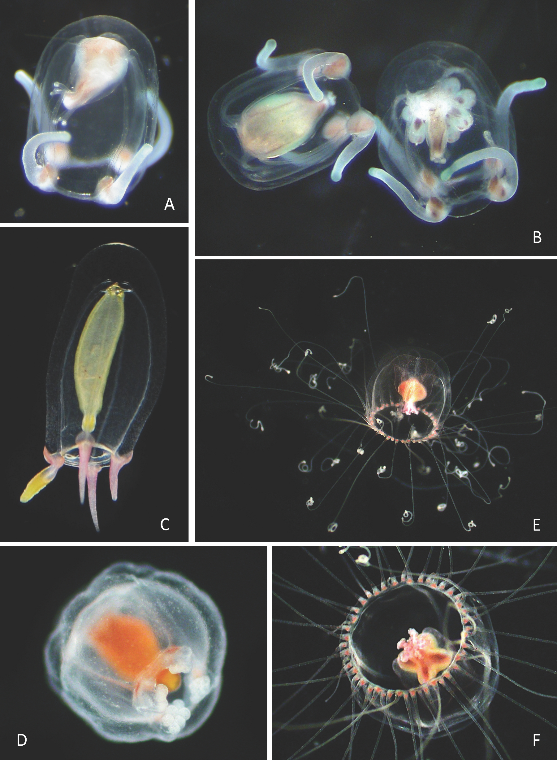 Diversity 17 00694 i001