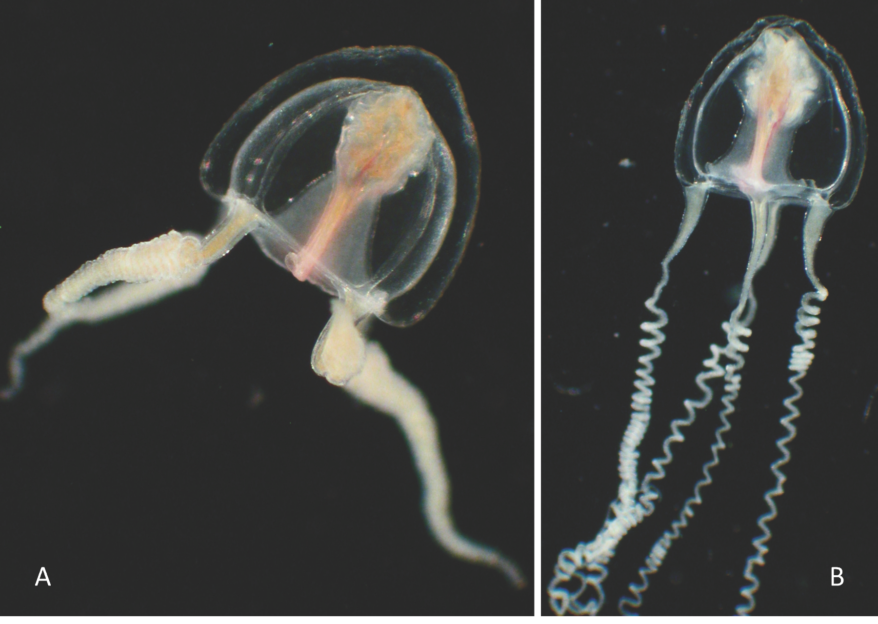 Diversity 17 00694 i002