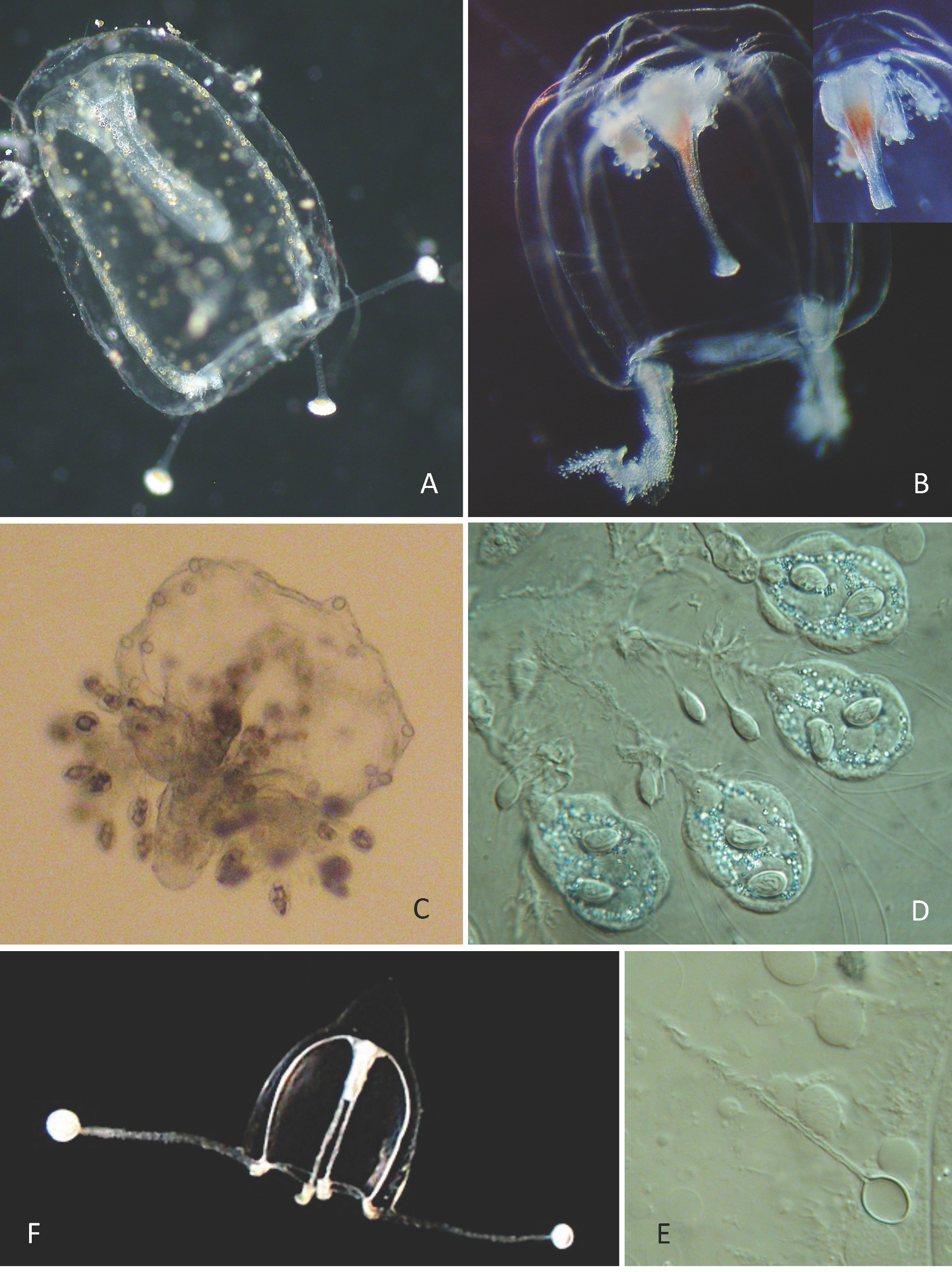 Diversity 17 00694 i003