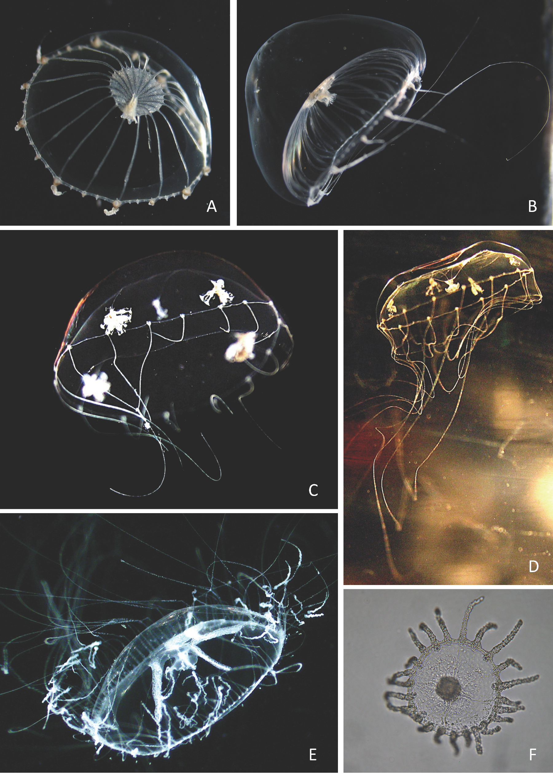 Diversity 17 00694 i004